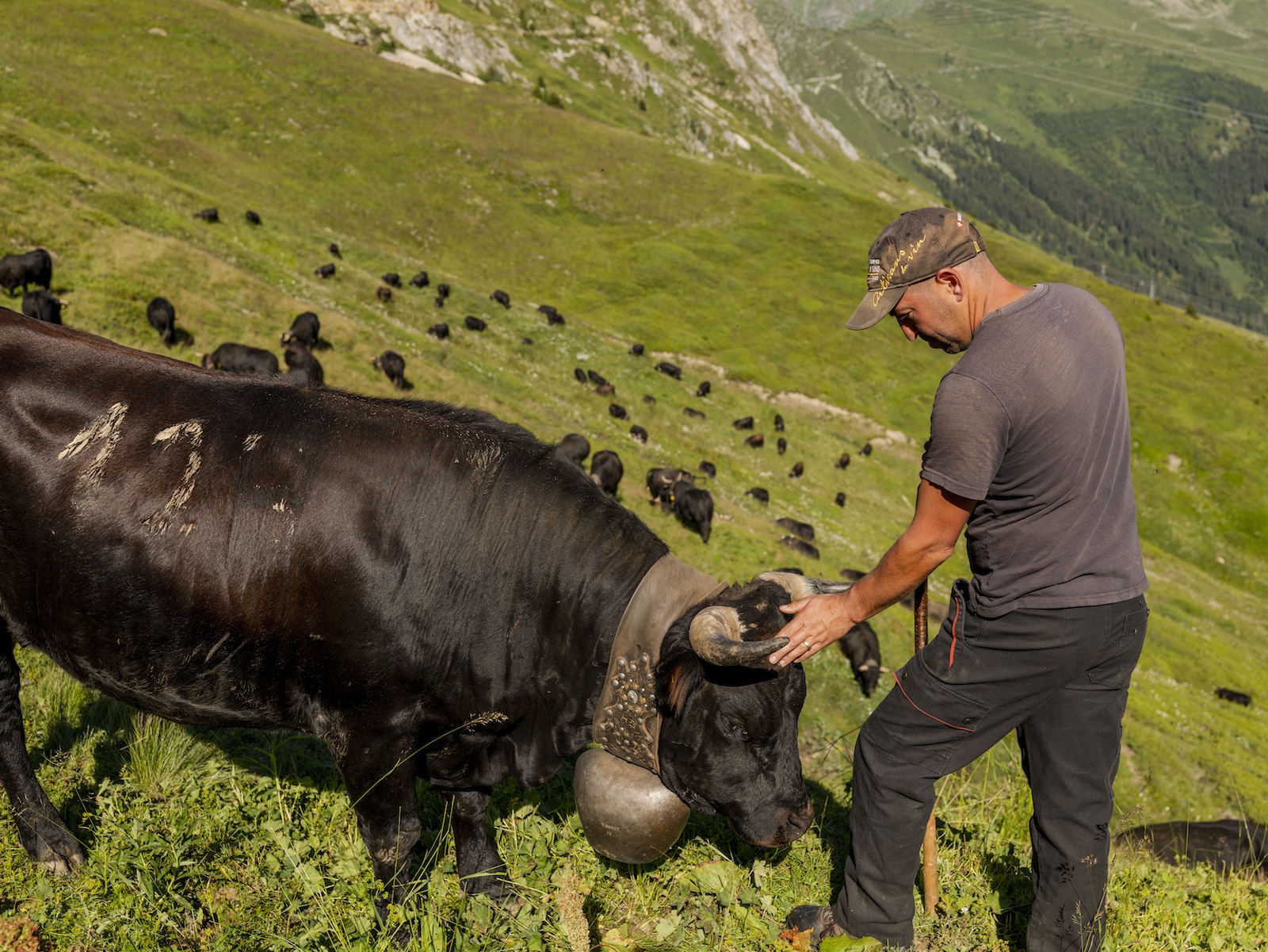 Abilio Correia caressant une vache.