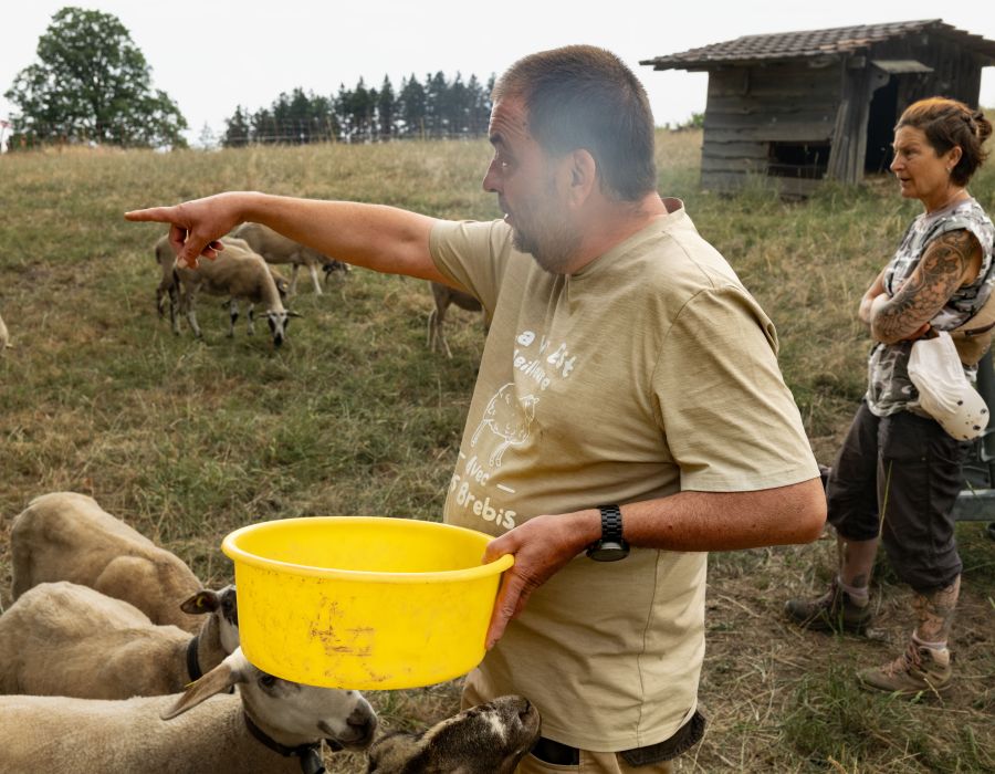 personnes s'occupant de moutons.