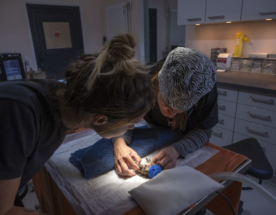 La vétérinaire soigne une alouette