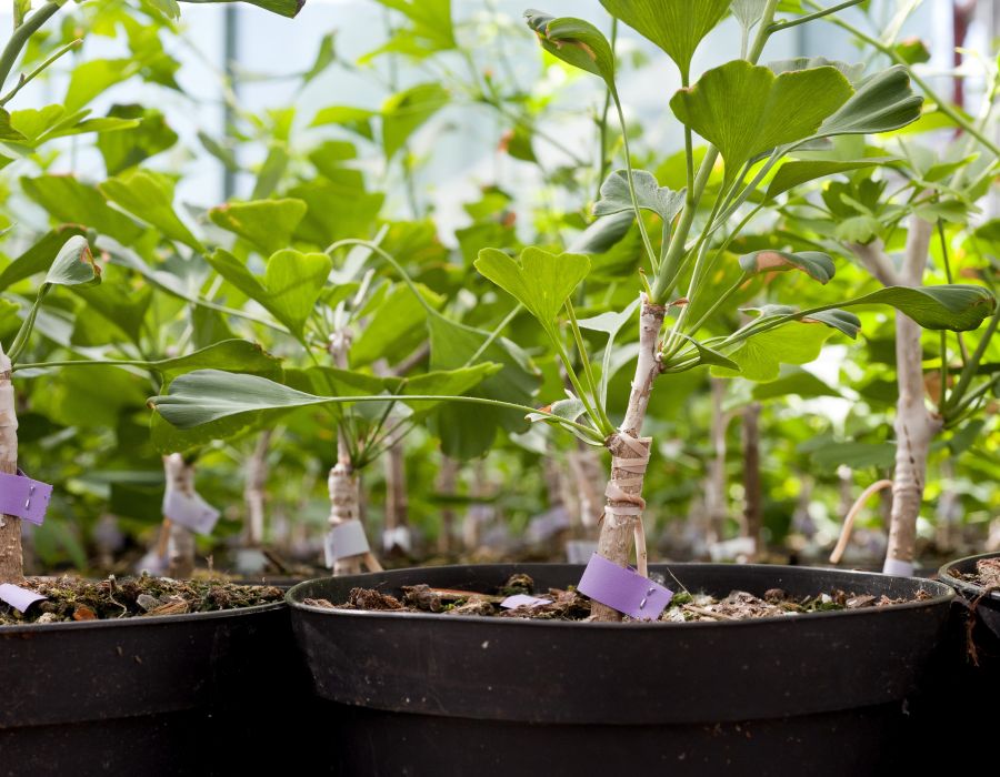 plante