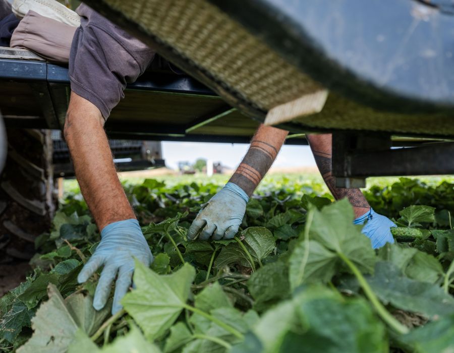 Ouvrier agricole dans un champ