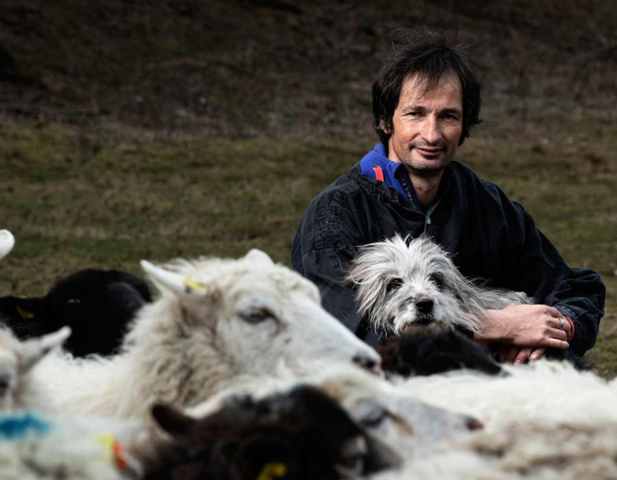le berger avec son chien et ses moutons