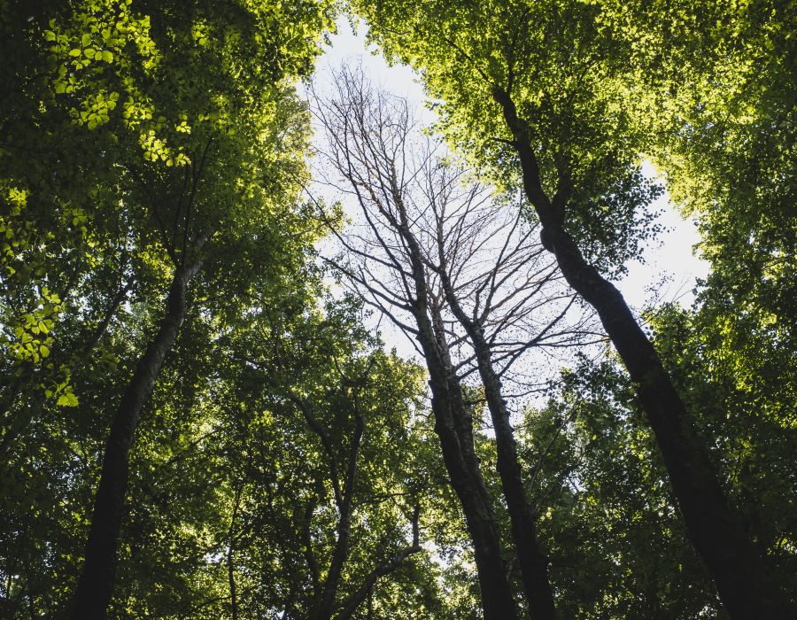 Forêt de chênes