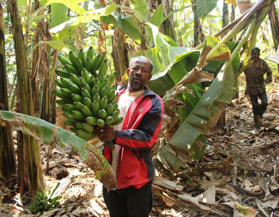 Agriculteur avec régiment de bananes
