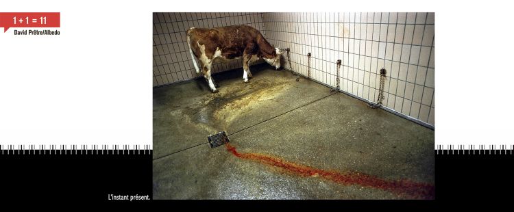 Vache dans un abattoir