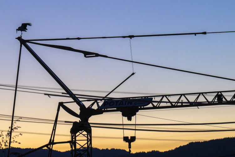 Grue en contre-jour