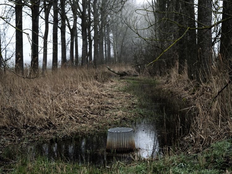 rivière dans les bois