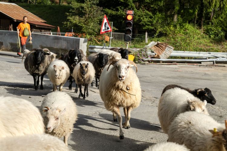 moutons traversent une route